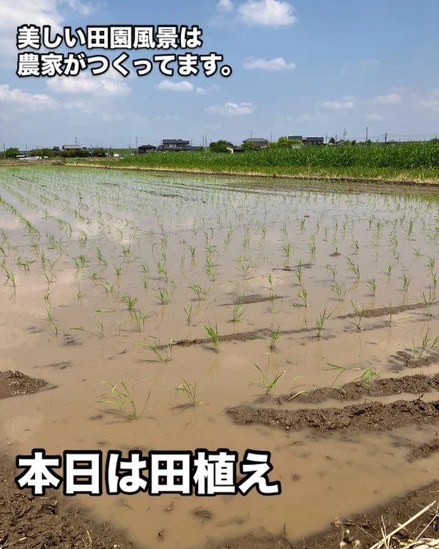 米どころの美しい田園風景は、農家がつくってます。

本日は田植えを行いました。

あたりを見渡すと、耕作放棄地が点在しはじめ、その風景も変わりつつあります。

先日の議会では、小さな農家への支援や、農業人材支援についてお話し、行政対応と民間活力による支援が行えるように求めました。一方、若い方が農業を営む動きも多くみられることから、より良いマッチングと協力体制などについて検討していきたいと思います。

#米 #田植え #農家 #支援 #ズーマー市議 #原付市議