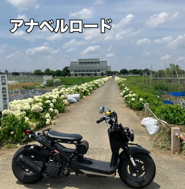 市内の綺麗な紫陽花（アナベル）を見にいきました。

長くまっすぐなアナベルロードと空の組み合わせ。
そして、玉敷神社は藤だけでなく、紫陽花も綺麗です。
小腹が空いたら、焼きとうもろこしを、わたやにて。

ぶらり原付周遊を楽しみます。

相棒の原付（zoomer）で。